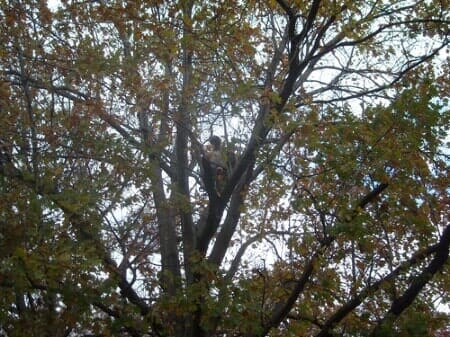 Man Trimming Branches — Tree Trimming in Raymore, MO