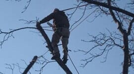 Man Trimming Tree — Tree Trimming in Raymore, MO
