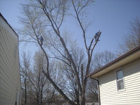 Men at the Top of a Tree — Mikes Tree Service in Raymore, MO