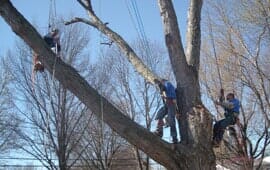 Men Cutting — Tree Trimming in Raymore, MO