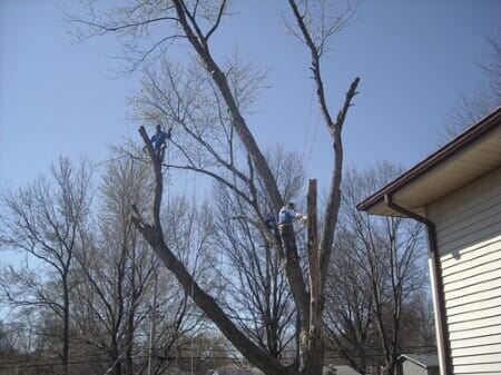 Men in Tree — Mikes Tree Service in Raymore, MO