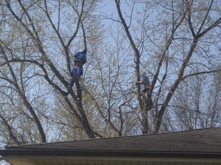 Men Trimming Branches — Tree Trimming in Raymore, MO