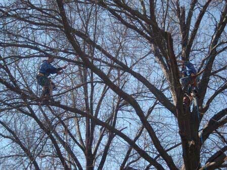 Men Trimming Tree — Tree Trimming in Raymore, MO