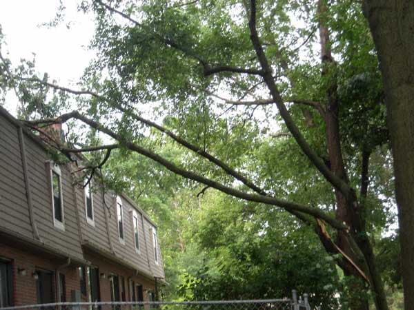 Tall Tree — Tree Trimming in Raymore, MO
