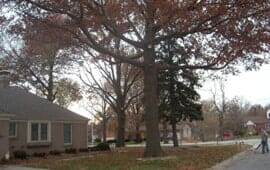 Tree beside the Road— Mikes Tree Service in Raymore, MO