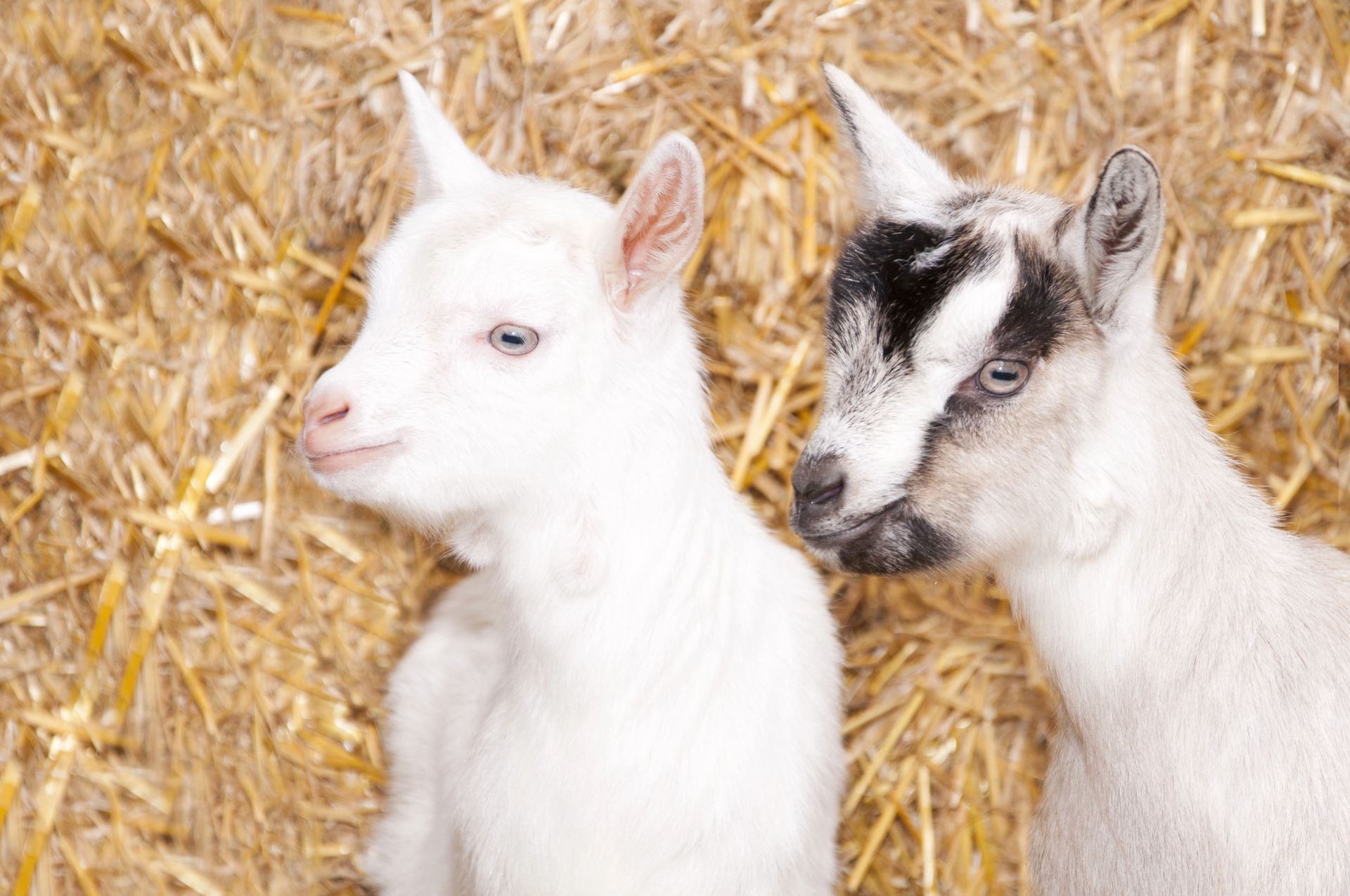 Two baby goats are standing next to each other on a pile of hay.