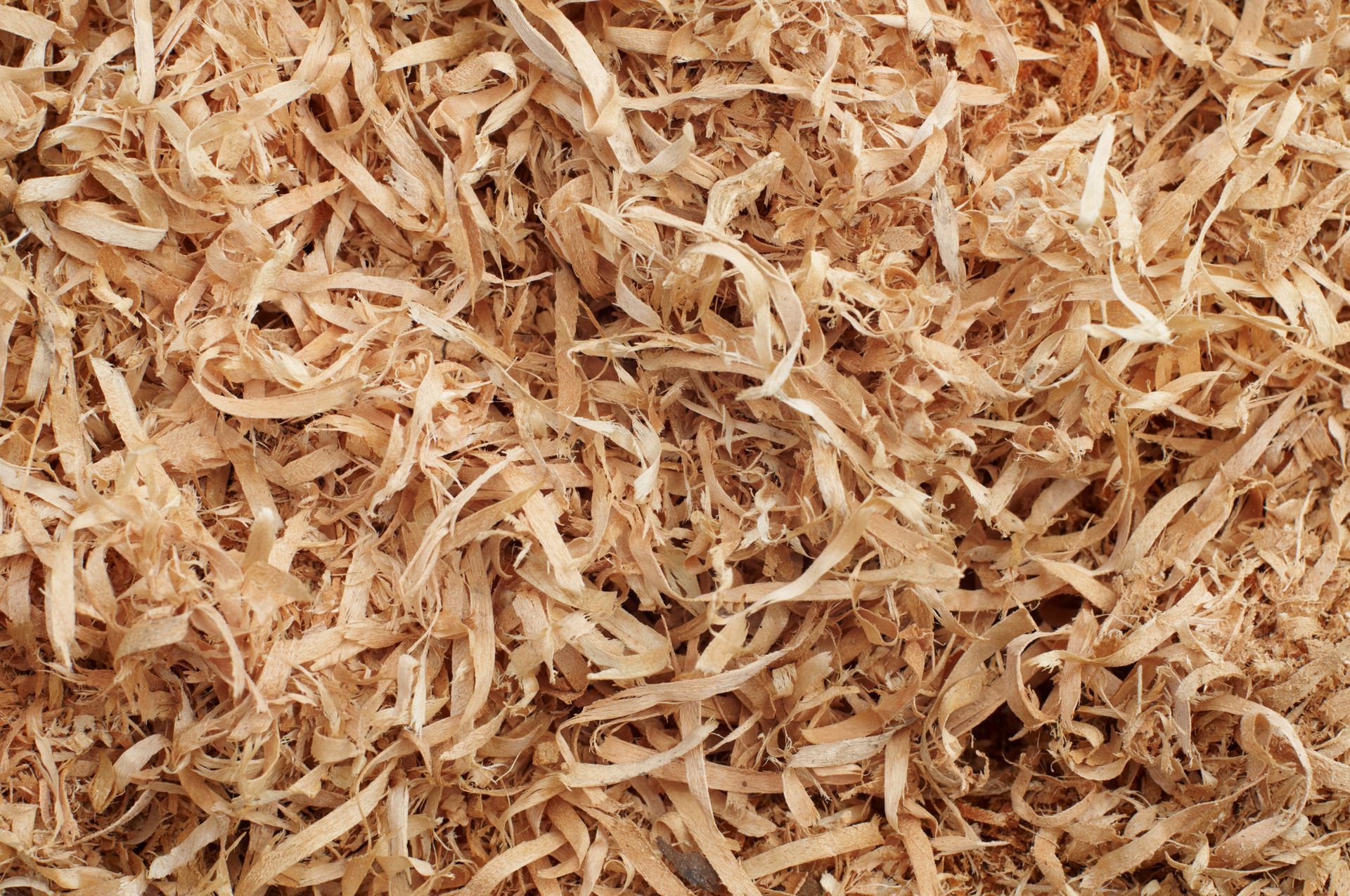 A close up of a pile of wood shavings.