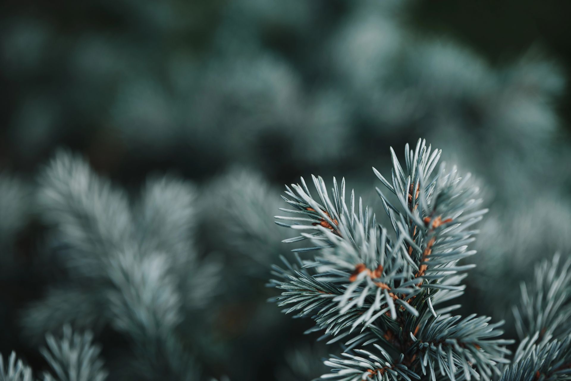 A close up of a christmas tree branch with snow on it.
