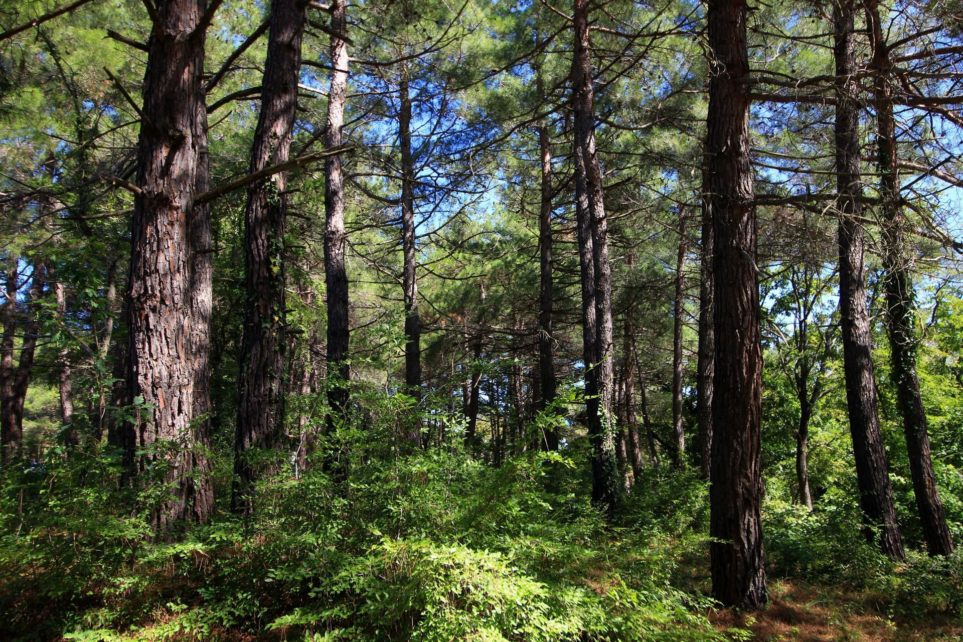A log cabin has a large deck with a table and chairs on it.