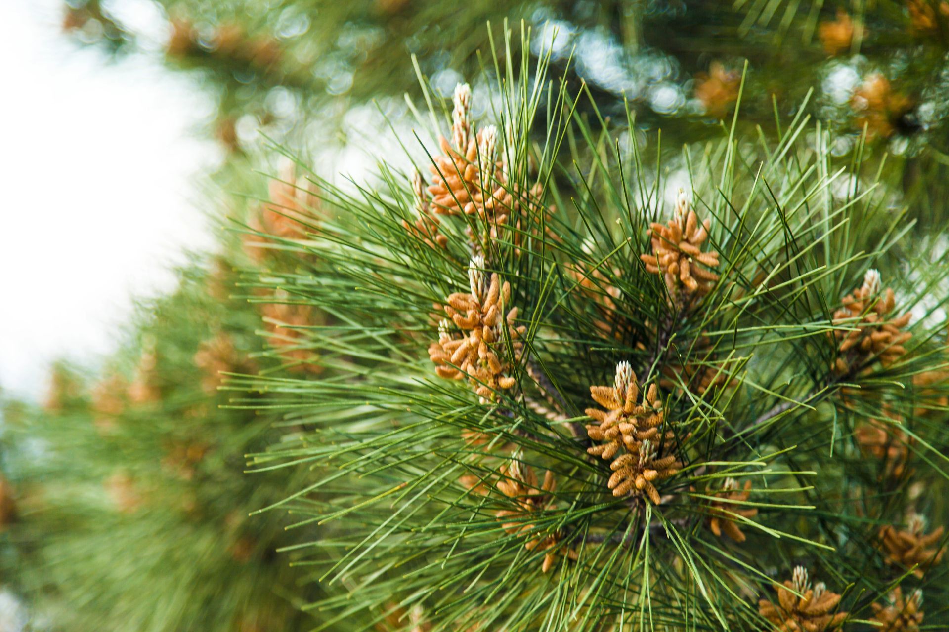 A close up of a pine tree branch with pine cones growing on it.