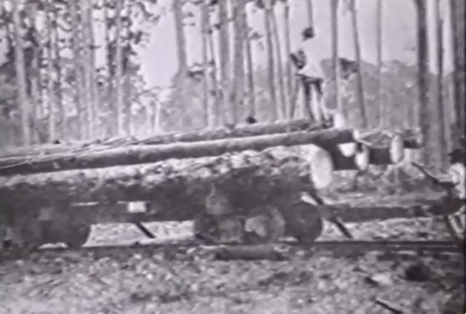 A person stands atop a stack of large logs loaded on a rail car in a dense forest.
