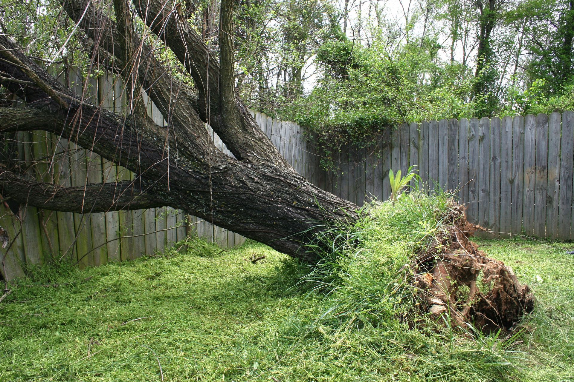 A fallen tree leans against a wooden fence in a grassy backyard. The tree's roots are exposed.