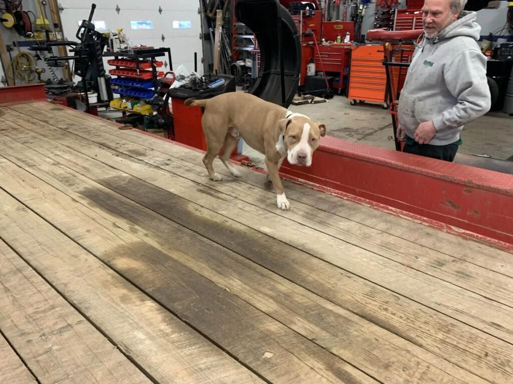 Dog walking on a wooden surface, man in gray sweatshirt in the background, shop setting. | Dave Muller Automotive & Trailer