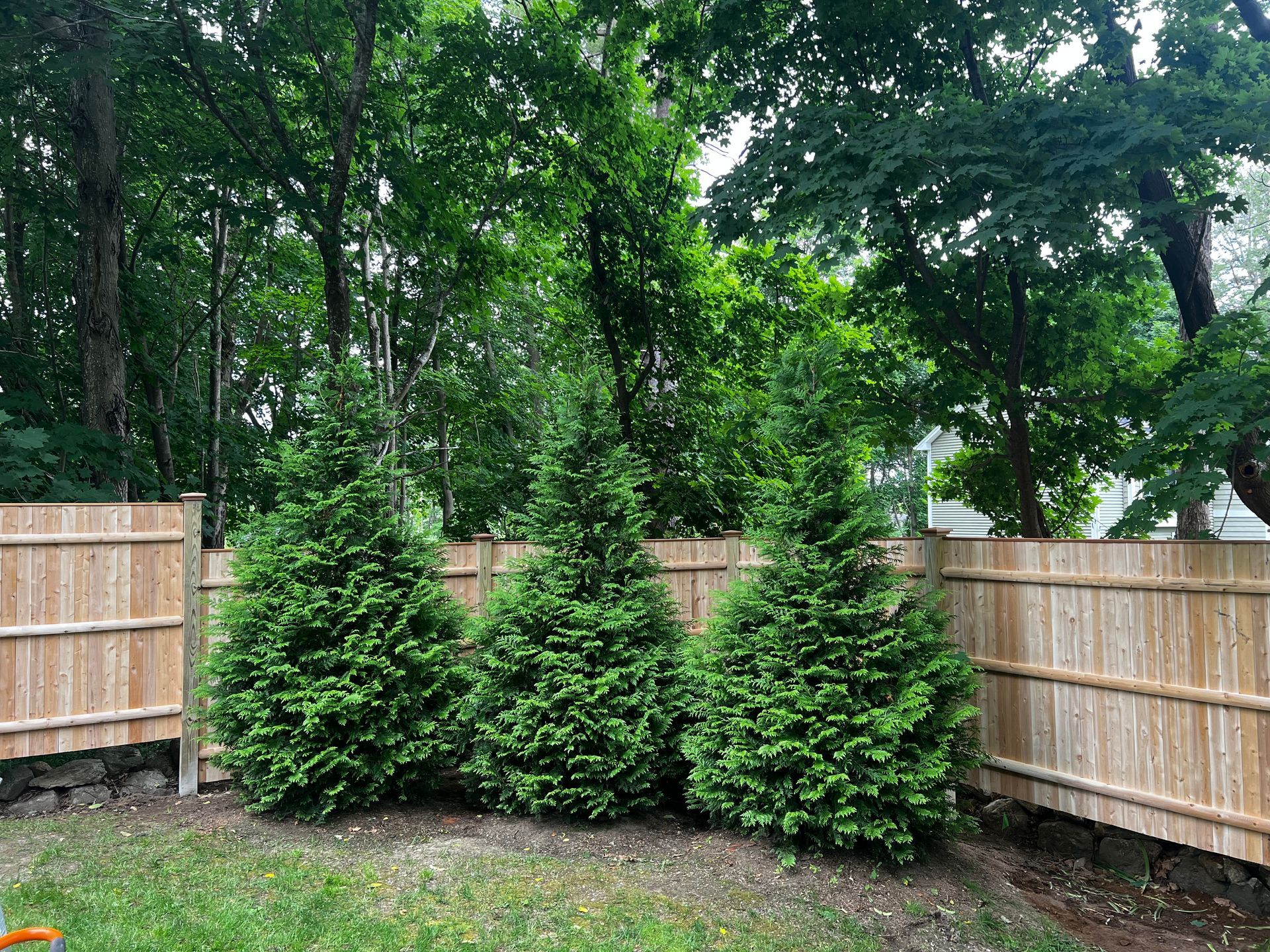 Three evergreen trees planted near a wooden fence, surrounded by green grass and other trees.