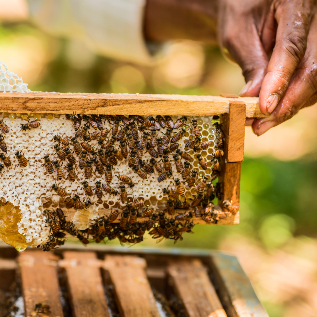 Whole honeycomb frame filled with pure raw honey, right as it comes out of the hive, perfect for fresh honey lovers.