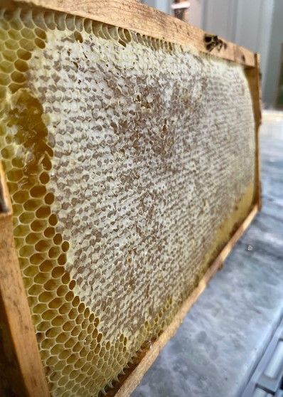 Whole honeycomb frame filled with pure raw honey, perfect for fresh honey lovers.