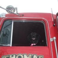Black dog in a red truck cab, looking out window with pink collar.