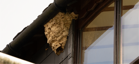 A wasp nest is sitting on the side of a building next to a window.