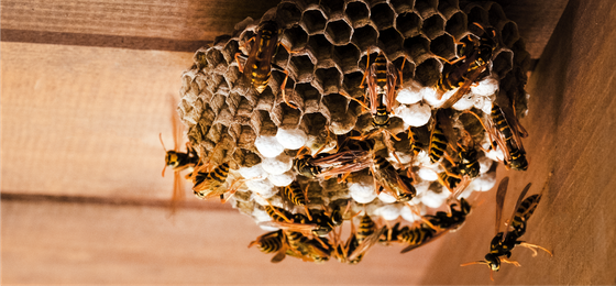 A close up of a wasp nest on a wall.
