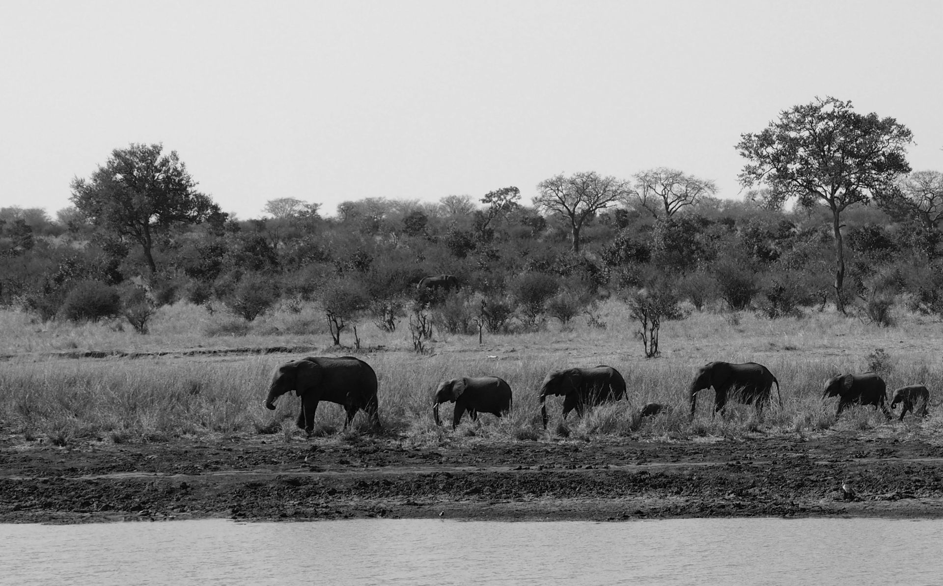 a herd of elephants are walking along the shore of a river