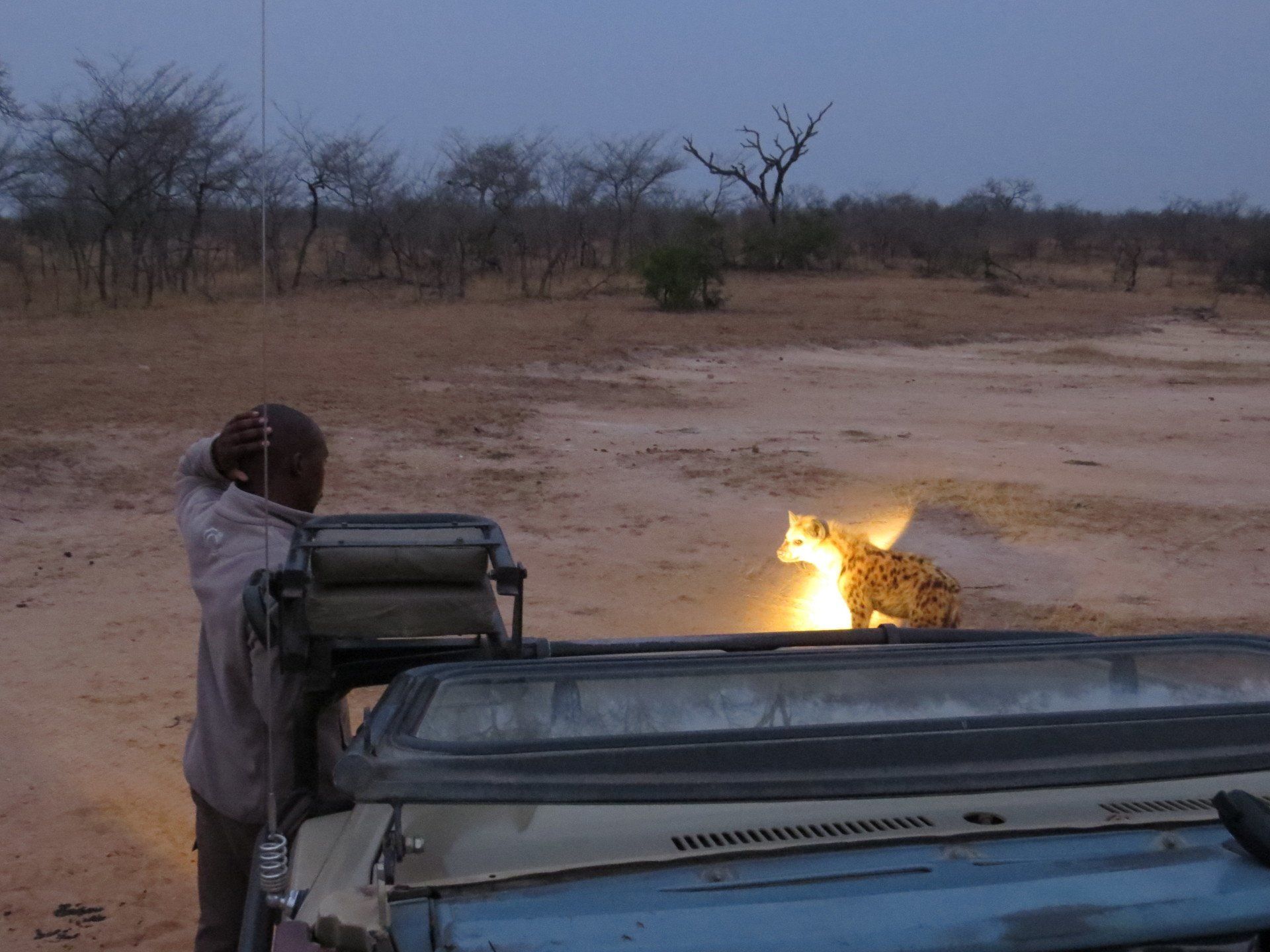 a man stands in front of a jeep looking at a hyena
