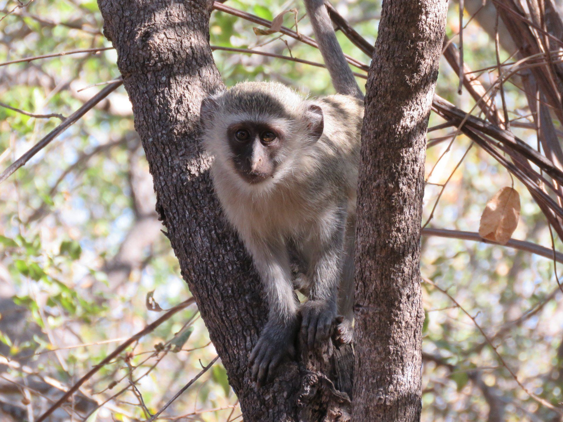 a small monkey sitting in a tree looking at the camera