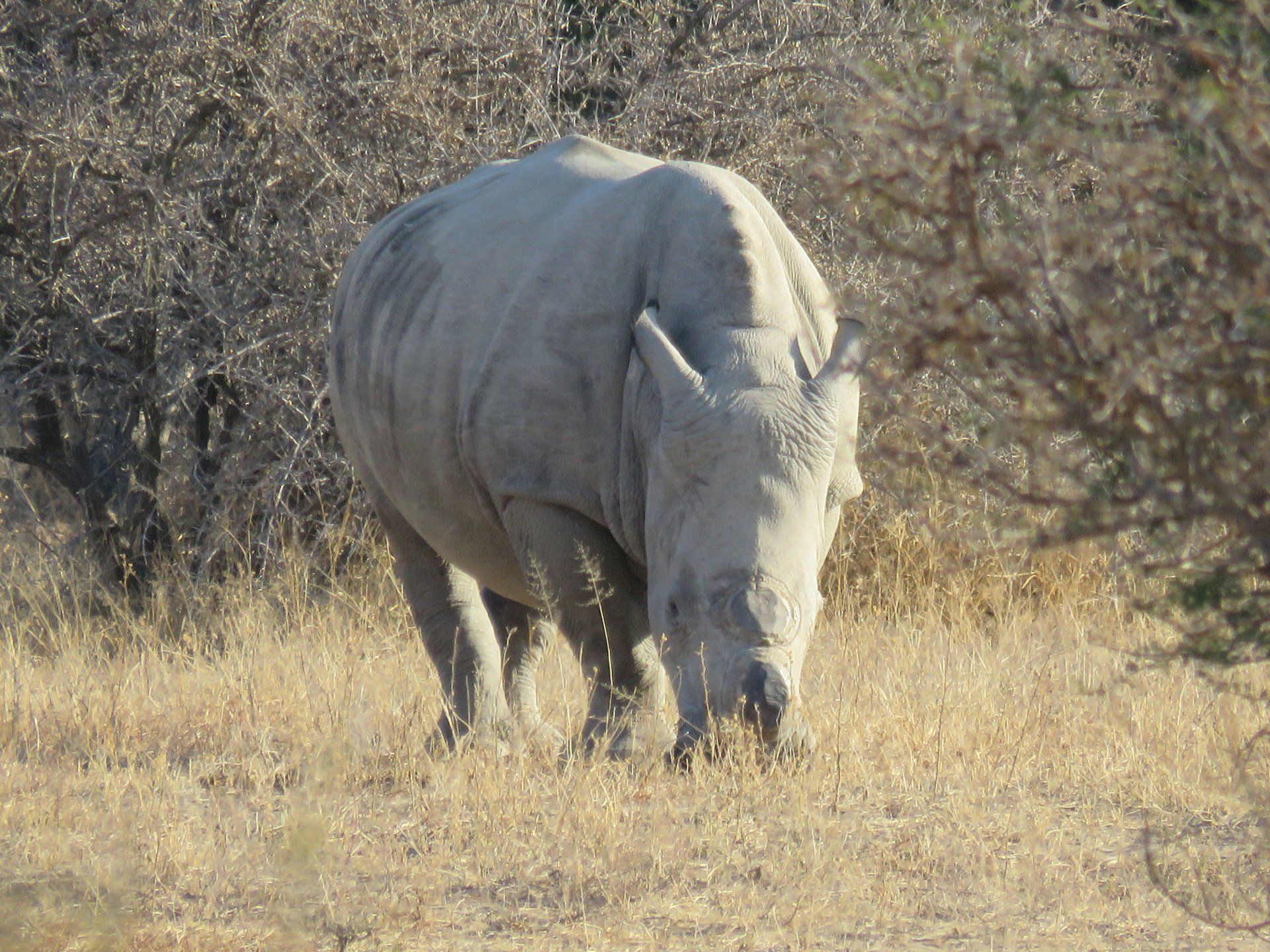 a white rhino standing in a field of dry grass