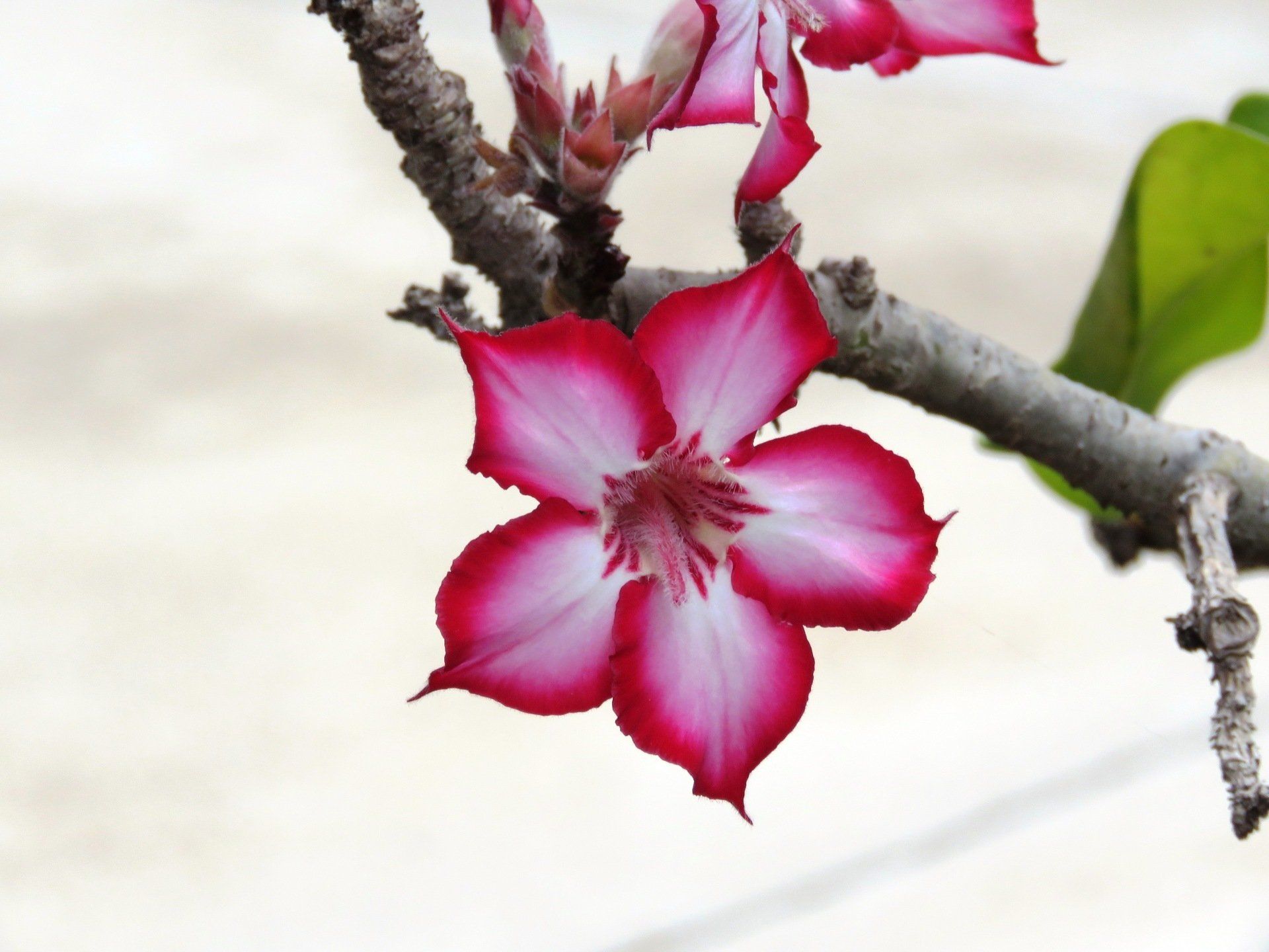 a close up of a pink and white flower on a tree branch