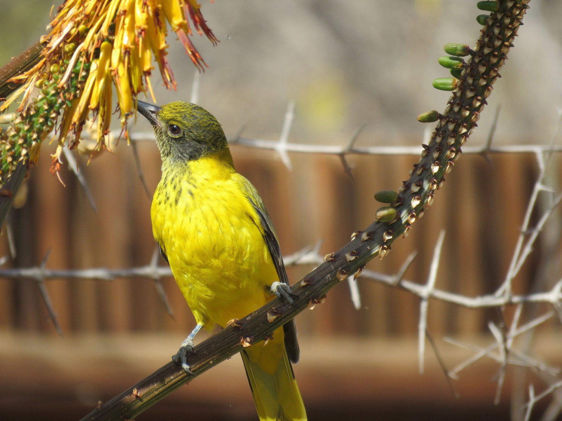 a yellow bird perched on a branch with thorns