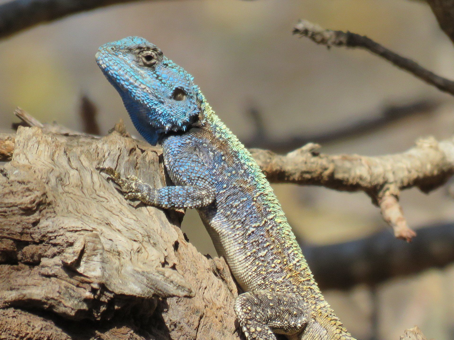 a lizard with a blue head is sitting on a tree branch