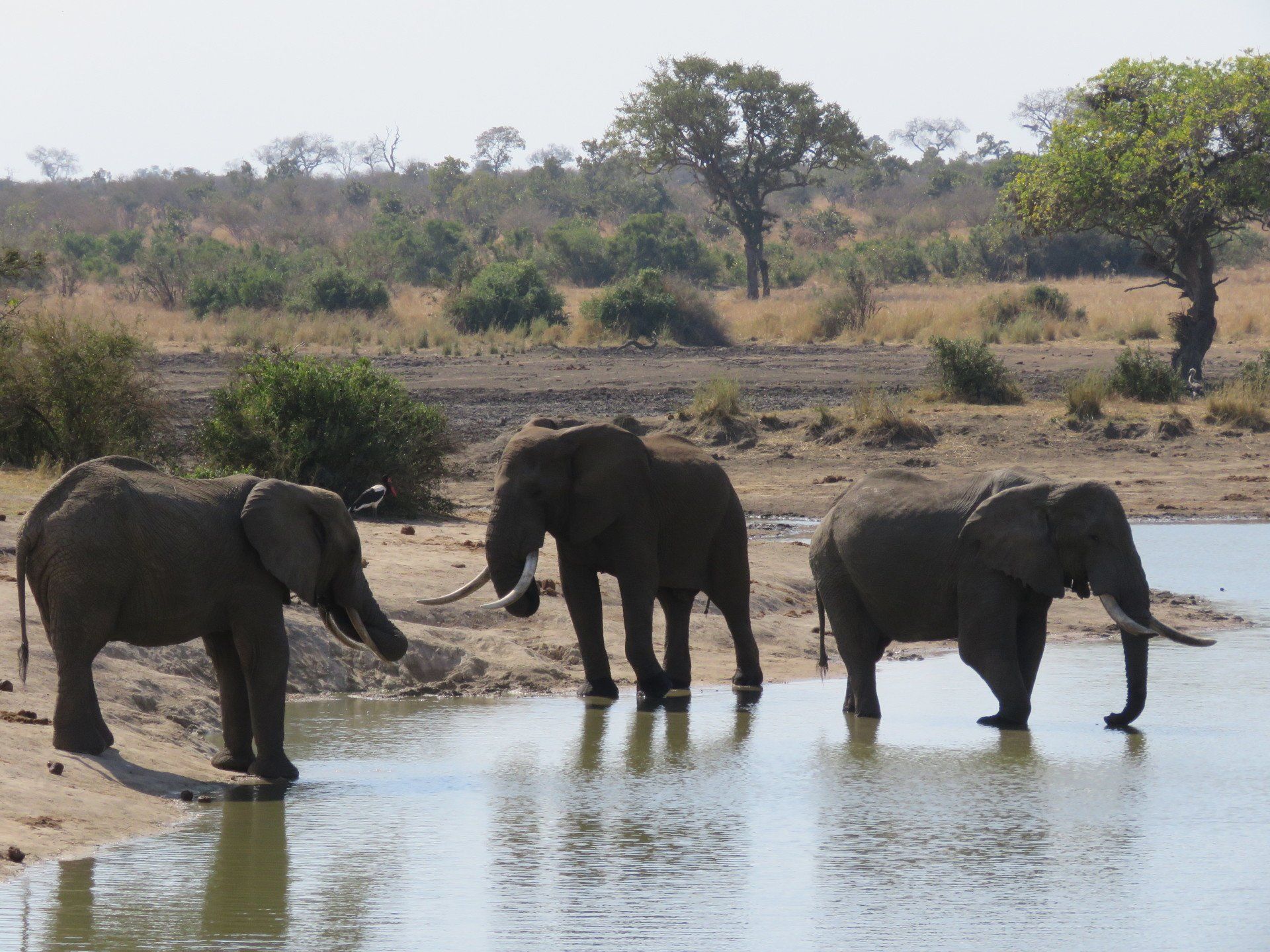three elephants are drinking water from a river