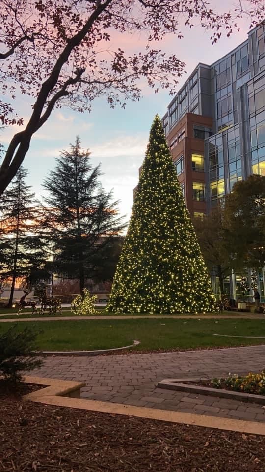 Christmas tree with lights in a park at dusk; building in the background.