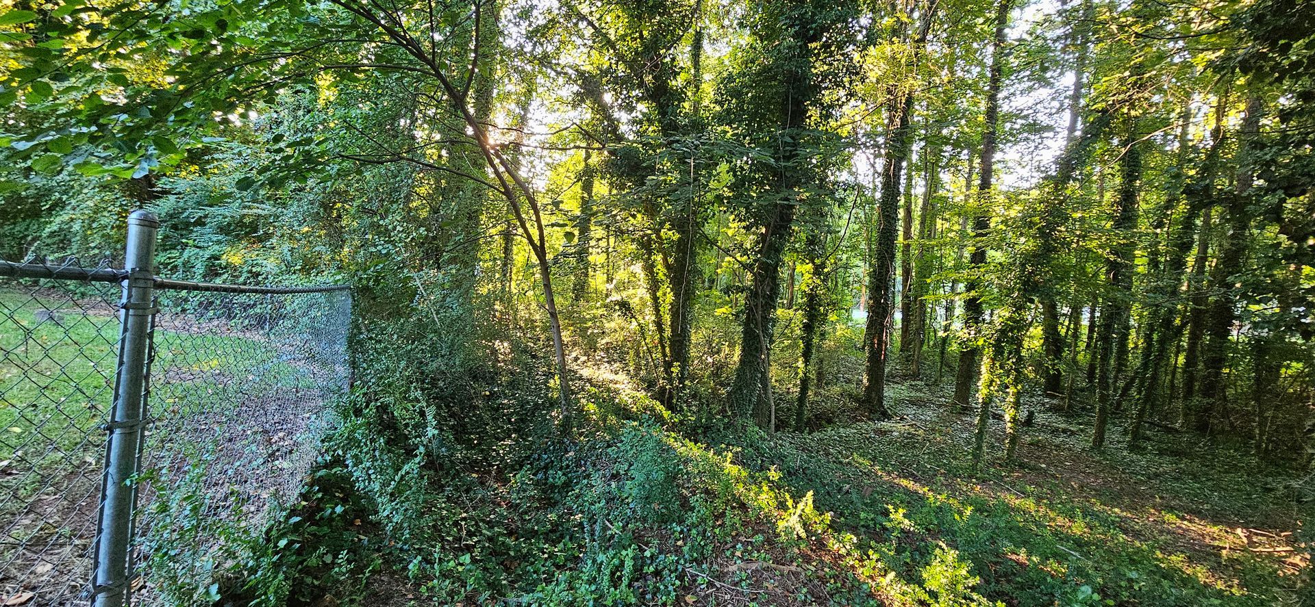 The sun is shining through the trees in the woods behind a chain link fence.