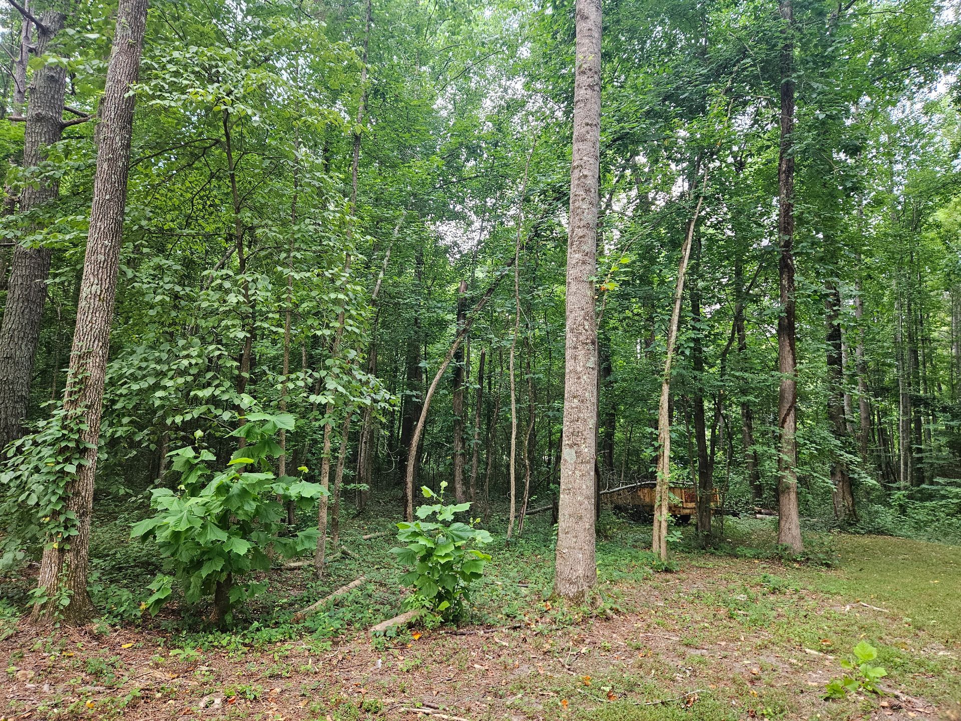 A lush green forest with lots of trees and shrubs