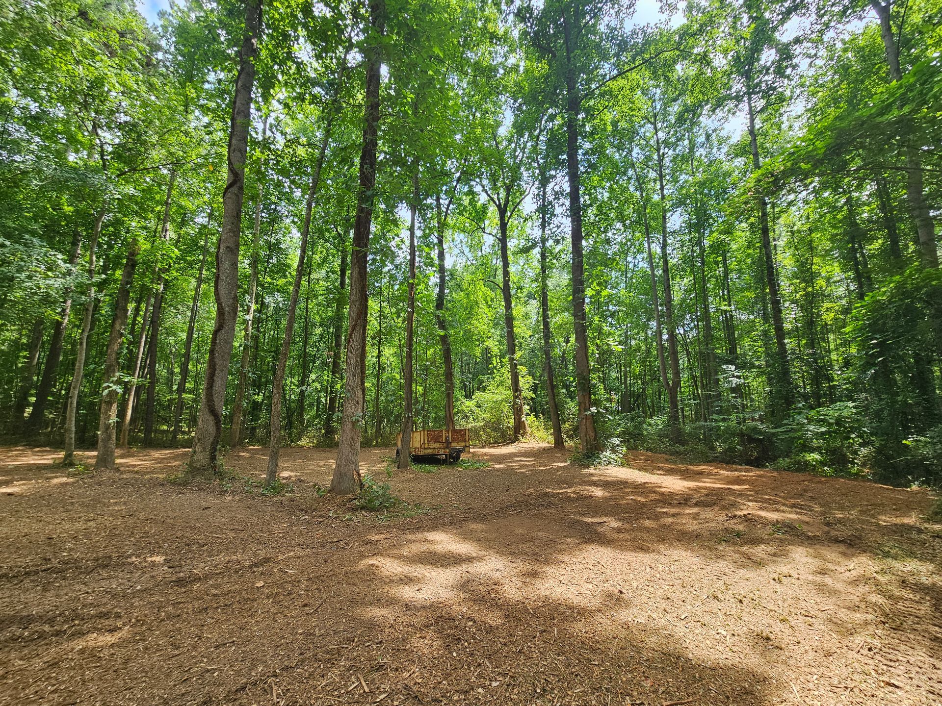 A wooded area with lots of trees and leaves on the ground.