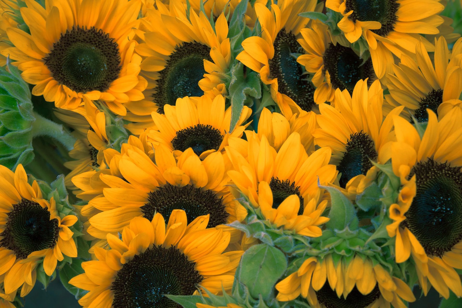 Cluster of bright yellow sunflowers with dark centers filling the frame