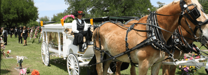Brown horses pull a white funeral carriage through a flower-lined cemetery path