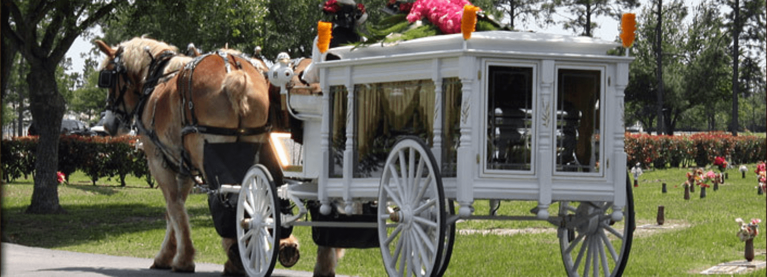 Brown horse pulling a white carriage in a park with flowers and trees