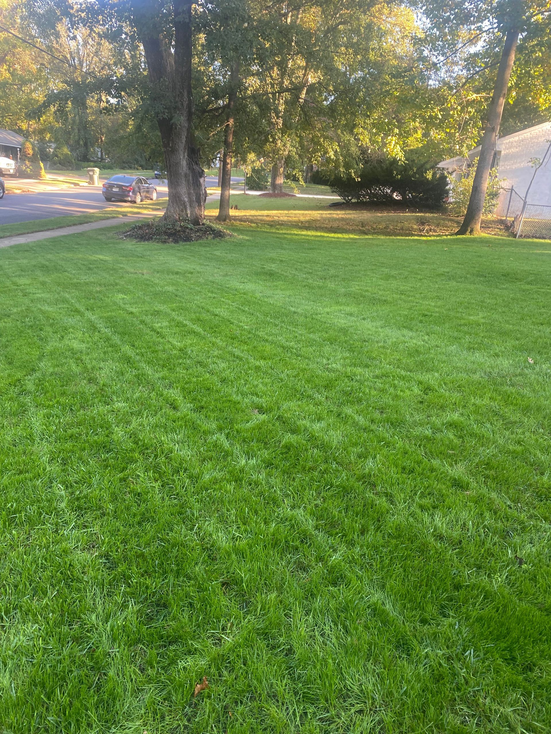 A lush green lawn with trees in the background and a car parked in the driveway.