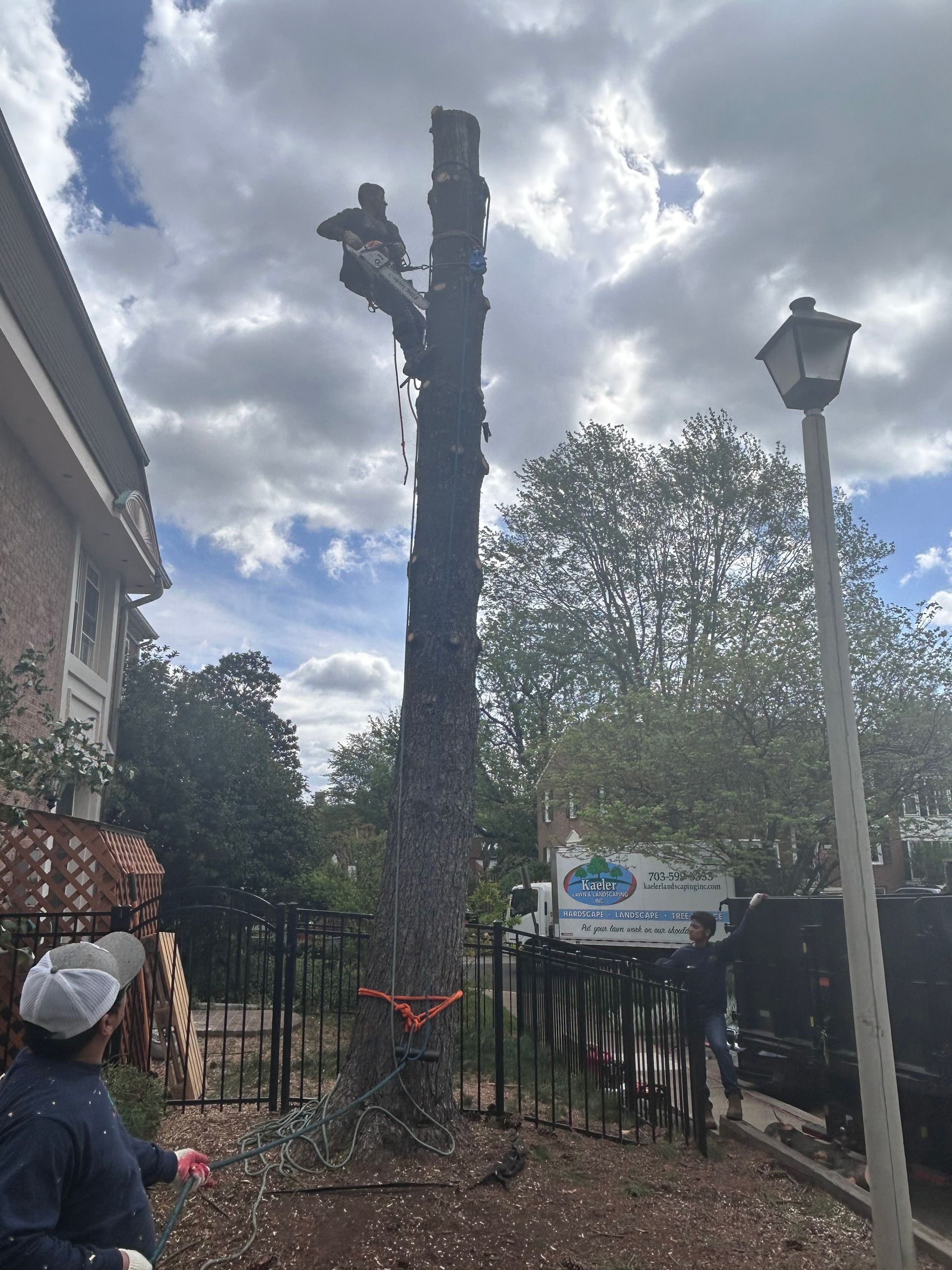 A man is climbing a tree in front of a house.