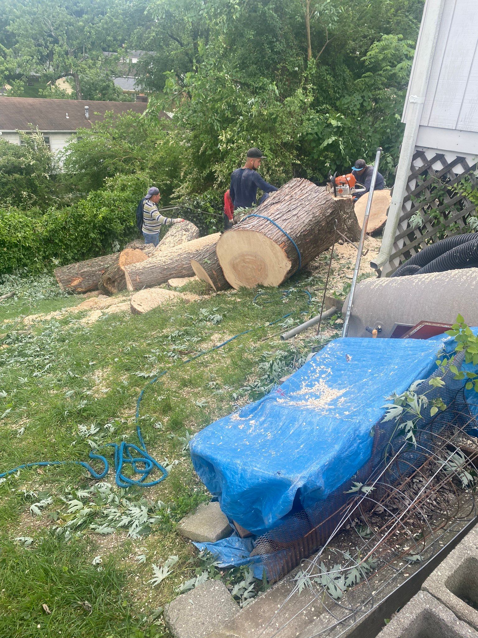 A group of people are cutting down a tree in a backyard.