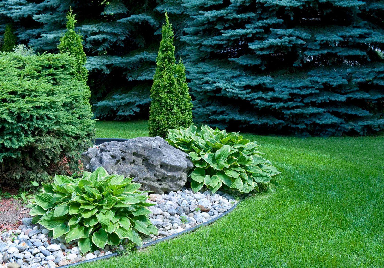 A landscaped garden bed with green plants, a large rock, and pebbles. Spruce trees are in the background.