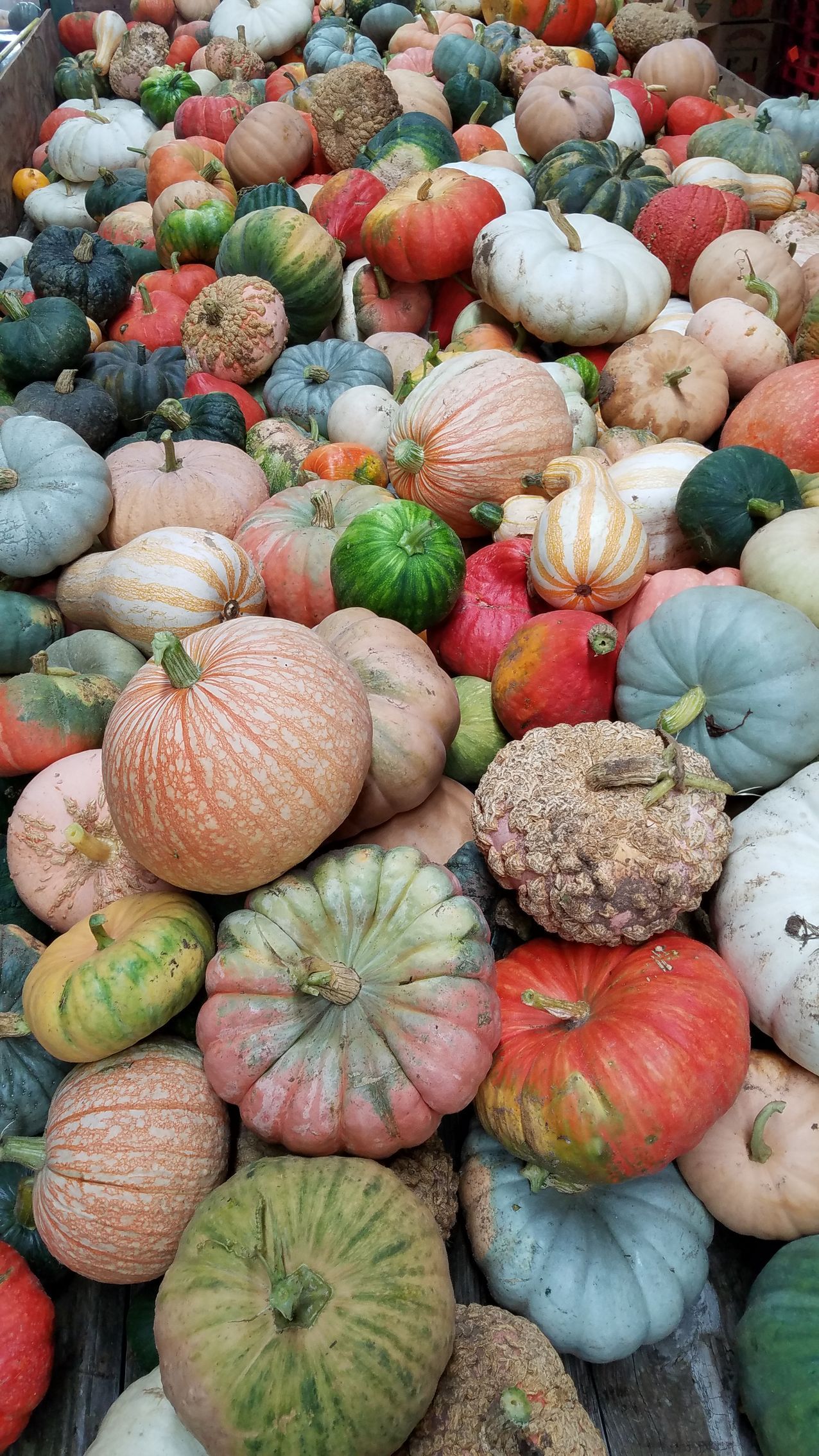 Pumpkin N Spice - Custom Creations Package