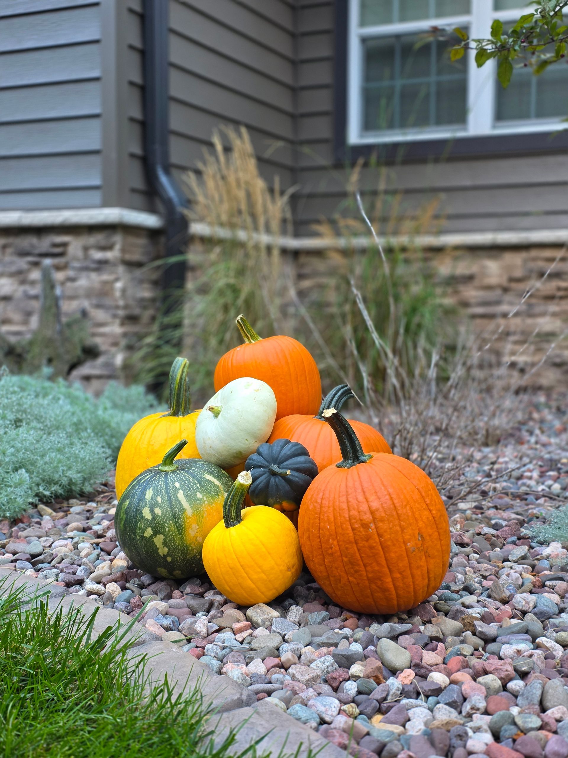 Pile of colorful pumpkins on a bed of pebbles, by a house with muted siding and ornamental grasses.