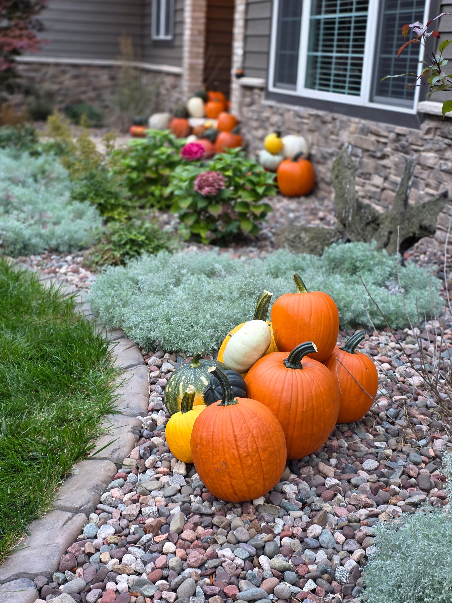 Pumpkins and gourds decorate a front yard with rocks and greenery, suggesting a fall display.