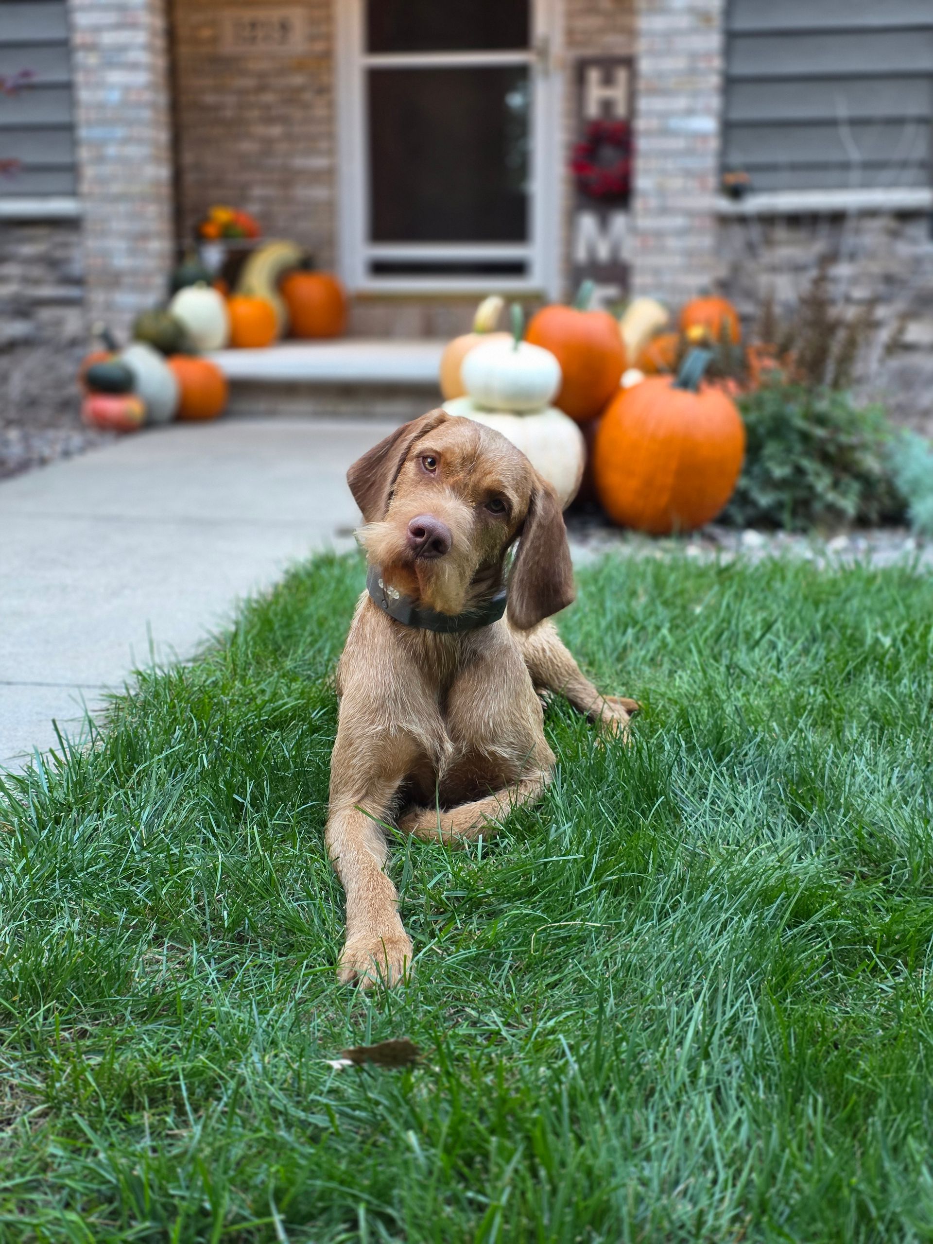 Dog lying on green grass in front of a porch decorated with pumpkins and gourds.