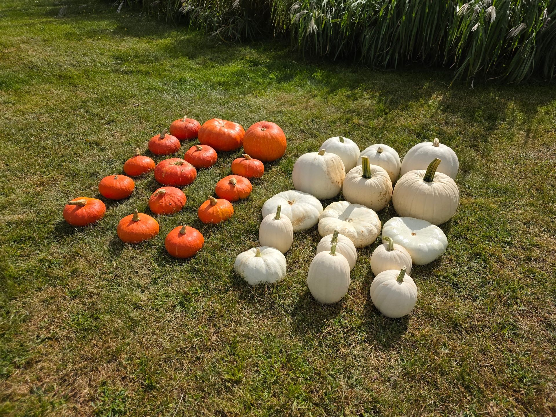 Pumpkin N Spice - Red & White Package