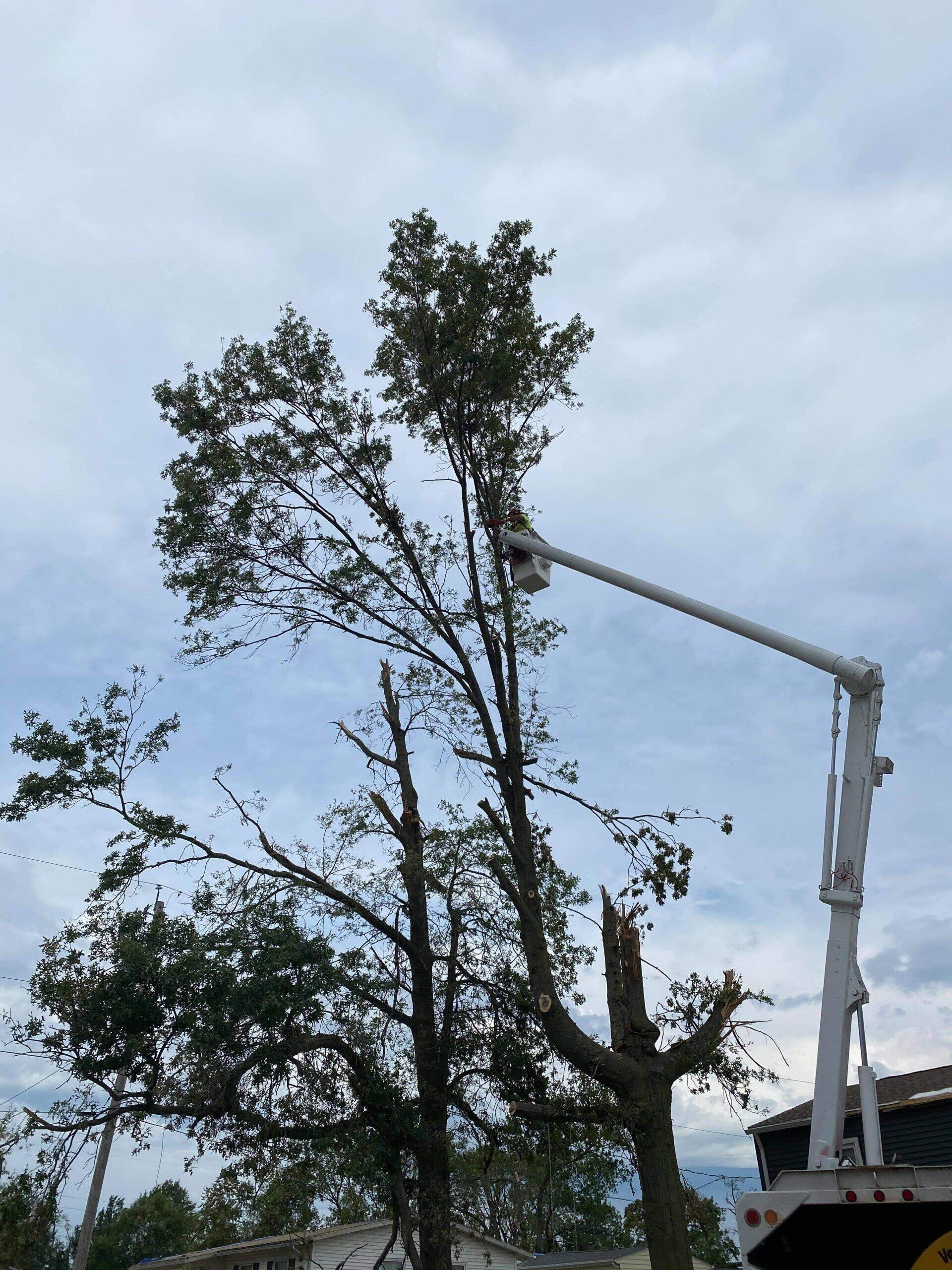 Tree Removal Knotty Pines Land Management Dallas, GA