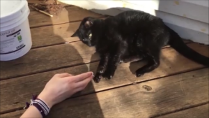Black cat on wooden deck, interacting with a hand.