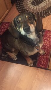 Dachshund with brown and tan fur sits on a red rug, looking up with a soft expression.